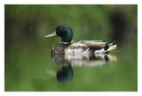 Mallard Male Portrait, Vancouver Island, British Columbia, Canada-Paper Art-32,,X22,,