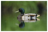 Mallard Male Portrait, Vancouver Island, British Columbia, Canada-Paper Art-50,,X34,,