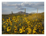 Saguaro Cacti And Brittlebush At Picacho Peak State Park, Arizona-Paper Art-26,,X20,,