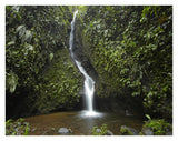 Waterfall In The Milpe Bird Sanctuary, Mindo Cloud Forest, Ecuador-Paper Art-34,,X26,,