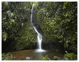 Waterfall In The Milpe Bird Sanctuary, Mindo Cloud Forest, Ecuador-Paper Art-50,,X38,,