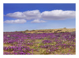 Sand Verbena Carpeting The Ground, Imperial Sand Dunes, California-Paper Art-24,,X17.62,,