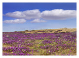 Sand Verbena Carpeting The Ground, Imperial Sand Dunes, California-Paper Art-32,,X23.3,,