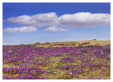 Sand Verbena Carpeting The Ground, Imperial Sand Dunes, California-Paper Art-46,,X33.24,,