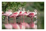 Roseate Spoonbill Flock Wading In Pond, Texas Coast Near Galveston-Paper Art-26,,X18,,
