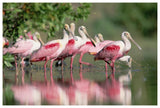 Roseate Spoonbill Flock Wading In Pond, Texas Coast Near Galveston-Paper Art-62,,X42,,