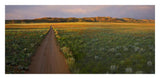 Dirt Road And Globemallows Salt Valley, Arches National Park, Utah-Paper Art-32,,X15.8,,