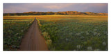 Dirt Road And Globemallows Salt Valley, Arches National Park, Utah-Paper Art-38,,X18.56,,