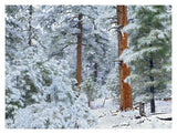 Ponderosa Pine Forest In Snow, Grand Canyon National Park, Arizona-Paper Art-18,,X14,,