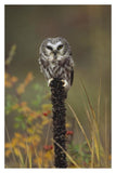 Northern Saw-Whet Owl Perching On A Post, British Columbia, Canada-Paper Art-26,,X38,,