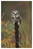 Northern Saw-Whet Owl Perching On A Post, British Columbia, Canada-Paper Art-34,,X50,,