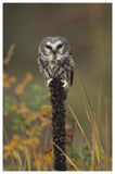 Northern Saw-Whet Owl Perching On A Post, British Columbia, Canada-Paper Art-42,,X62,,