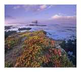 Iceplant Covering Coastal Rocks, Point Piedras Blancas, California-Paper Art-18,,X16.08,,