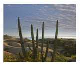 Organ Pipe Cactus Overlooking Chelino Bay, Baja California, Mexico-Paper Art-22,,X18,,