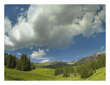 Stand Of Conifers In The Elk Mountains Near Crested Butte, Colorado-Paper Art-26,,X20,,