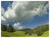 Stand Of Conifers In The Elk Mountains Near Crested Butte, Colorado-Paper Art-50,,X38,,