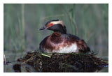 Horned Grebe Parent Incubating Eggs On Floating Nest, North America-Paper Art-32,,X22,,