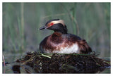Horned Grebe Parent Incubating Eggs On Floating Nest, North America-Paper Art-50,,X34,,