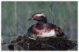 Horned Grebe Parent Incubating Eggs On Floating Nest, North America-Paper Art-62,,X42,,