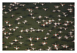 Aerial View Of A Mixed Flock Of Lesser Flamingo Group Kenya, Africa-Paper Art-32,,X22,,