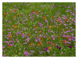 Pointed Phlox And Indian Paintbrushes In Bloom, Hill Country, Texas-Paper Art-34,,X26,,