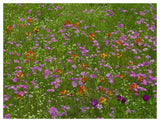 Pointed Phlox And Indian Paintbrushes In Bloom, Hill Country, Texas-Paper Art-50,,X38,,