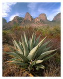 Chisos Agave And The Chisos Mountains, Big Bend National Park, Texas-Paper Art-14,,X18,,