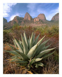Chisos Agave And The Chisos Mountains, Big Bend National Park, Texas-Paper Art-20,,X26,,