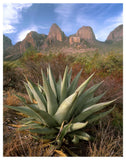 Chisos Agave And The Chisos Mountains, Big Bend National Park, Texas-Paper Art-38,,X50,,