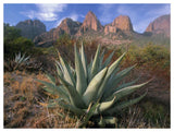 Chisos Agave And The Chisos Mountains, Big Bend National Park, Texas-Paper Art-50,,X38,,