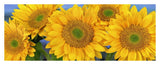 Common Sunflower Group Showing Symmetrical Seed Heads, North America-Paper Art-38,,X15.68,,