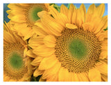Common Sunflower Group Showing Symmetrical Seed Heads, North America-Paper Art-34,,X26,,