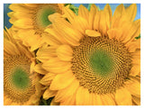 Common Sunflower Group Showing Symmetrical Seed Heads, North America-Paper Art-42,,X32,,