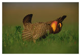 Greater Prairie Chicken Male In Courtship Display, Eagle Lake, Texas-Paper Art-38,,X26,,