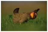 Greater Prairie Chicken Male In Courtship Display, Eagle Lake, Texas-Paper Art-50,,X34,,