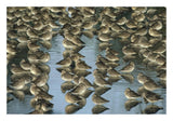 Long-Billed Dowitcher Flock Sleeping In Shallow Water, North America-Paper Art-26,,X18,,