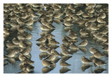 Long-Billed Dowitcher Flock Sleeping In Shallow Water, North America-Paper Art-32,,X22,,