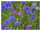 Cornflower And Pointed Phlox Blooming In Grassy Field, North America-Paper Art-18,,X14,,