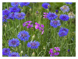 Cornflower And Pointed Phlox Blooming In Grassy Field, North America-Paper Art-34,,X26,,