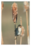 Marsh Wren Singing While Perching On A Common Cattail, North America-Paper Art-22,,X32,,