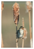 Marsh Wren Singing While Perching On A Common Cattail, North America-Paper Art-26,,X38,,