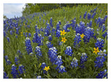 Bluebonnet And Texas Yellowstar Meadow, Cedar Hill State Park, Texas-Paper Art-34,,X26,,