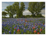 Sand Bluebonnets And Indian Paintbrush In Bloom, Hill Country, Texas-Paper Art-26,,X20,,