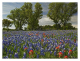 Sand Bluebonnets And Indian Paintbrush In Bloom, Hill Country, Texas-Paper Art-34,,X26,,