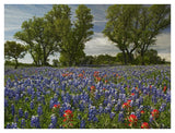Sand Bluebonnets And Indian Paintbrush In Bloom, Hill Country, Texas-Paper Art-42,,X32,,