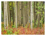 Aspen Trees And Fireweed, Collegiate Peaks Wilderness Area, Colorado-Paper Art-18,,X14,,