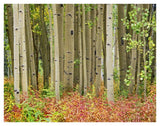 Aspen Trees And Fireweed, Collegiate Peaks Wilderness Area, Colorado-Paper Art-42,,X32,,