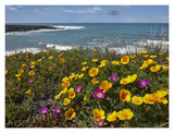 California Poppy And Iceplant, Montano De Oro State Park, California-Paper Art-18,,X14,,