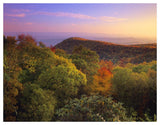 Blue Ridge Mountains With Deciduous Forests In Autumn, North Carolina-Paper Art-50,,X38,,