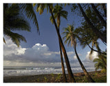 Palm Trees On The Beach Near Marino Ballena National Park, Costa Rica-Paper Art-18,,X14,,